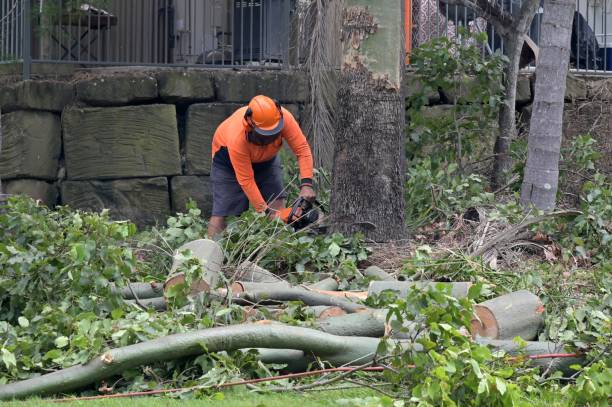 Trusted Watts Mills, SC Tree Care  Experts